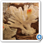 天然紅根珊瑚